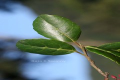 Elaeocarpus gaussenii